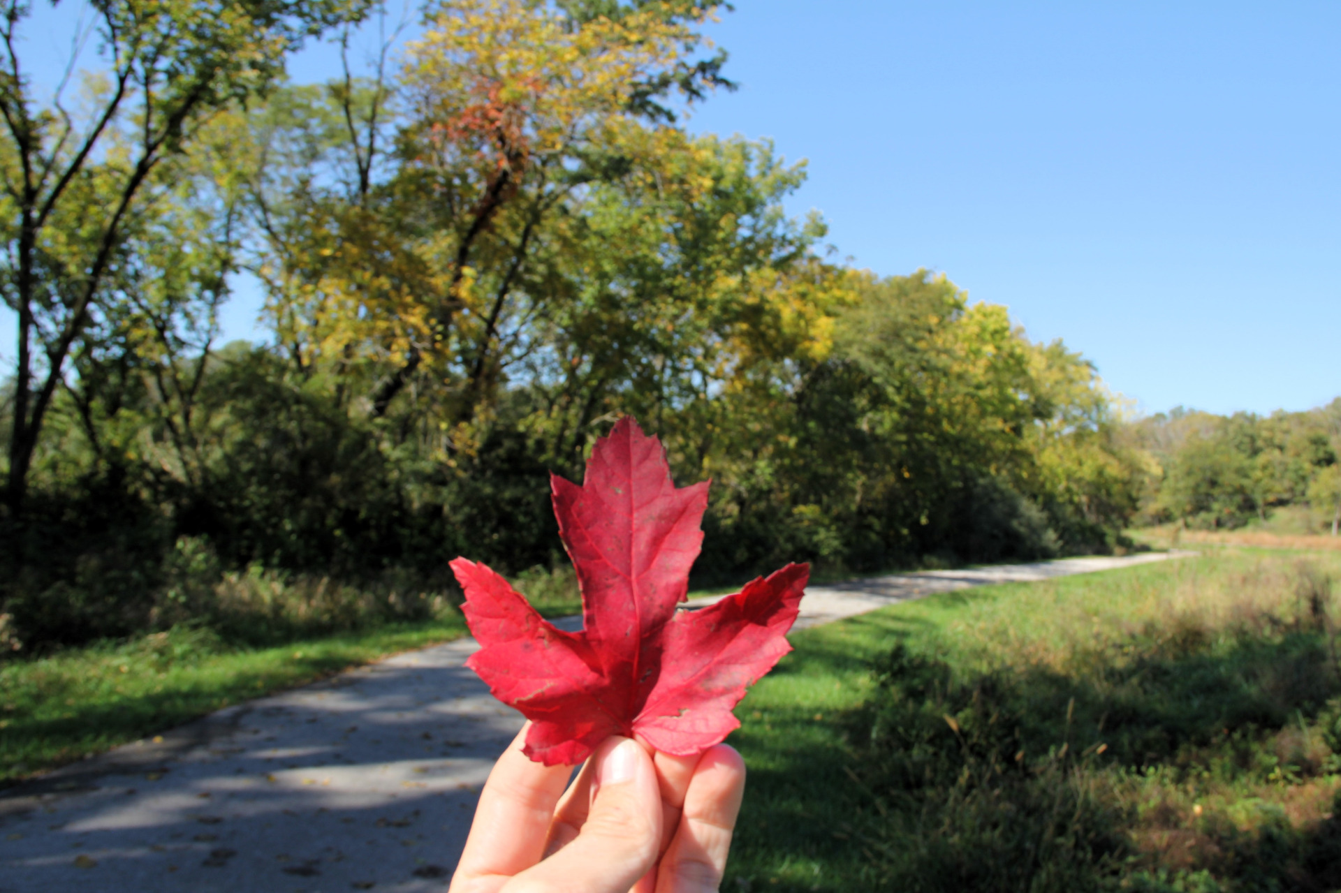 Hand holding leaf